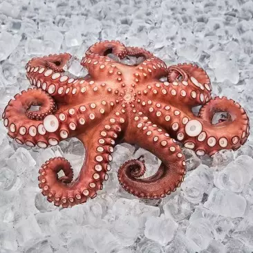 Осьминог, +3 кг, цена за 1 кг Осьминог, +3 кг, цена за 1 кг